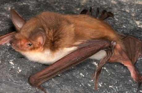 Myotis vivesi