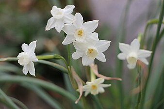 Narcissus dubius (Narcisse douteux)