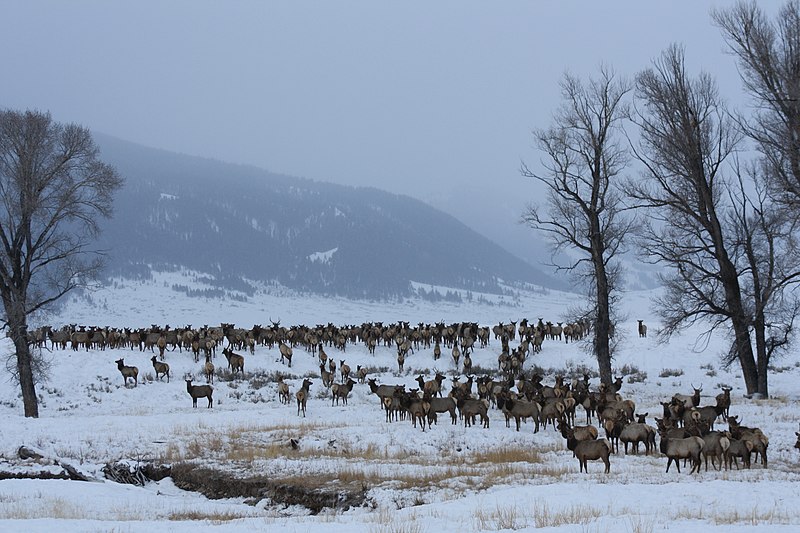File:National Elk Refuge (7467049882).jpg
