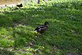 Deutsch: Vögel am Dinopark des Kleinen Spreewaldparks in Schöneiche bei Berlin.