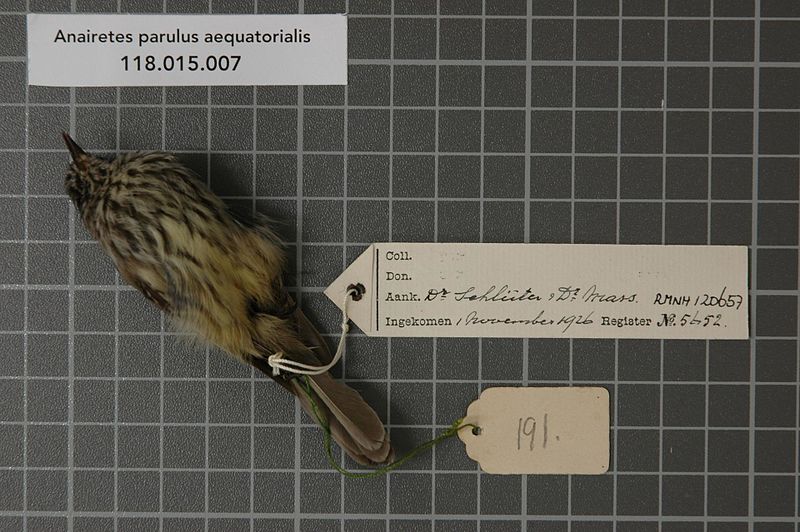 File:Naturalis Biodiversity Center - RMNH.AVES.120657 - Anairetes parulus aequatorialis Berlepsch & Taczanowski, 1884 - Tyrannidae - bird skin specimen.jpeg