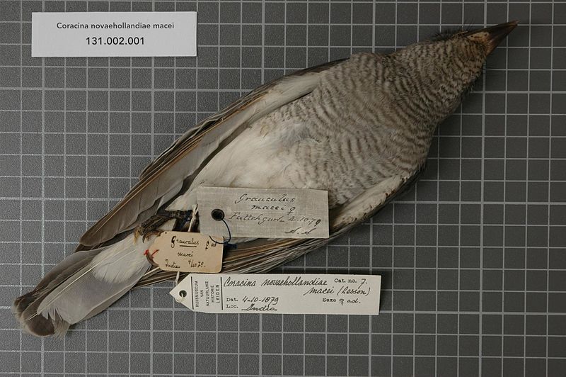 File:Naturalis Biodiversity Center - RMNH.AVES.128535 1 - Coracina novaehollandiae macei (Lesson, 1831) - Campephagidae - bird skin specimen.jpeg