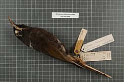 Naturalis Biodiversity Center - RMNH.AVES.8745 1 - Melidectes belfordi foersteri (Rothschild and Hartert, 1911) - Meliphagidae - bird skin specimen.jpeg