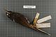 Naturalis Biodiversity Center - RMNH.AVES.8745 1 - Melidectes belfordi foersteri (Rothschild and Hartert, 1911) - Meliphagidae - bird skin specimen.jpeg