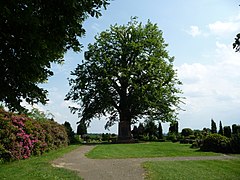 Linden tree in Neuenkirchen
