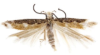 Gelechiinae subfamily of insects
