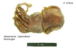 Neorossia leptodons