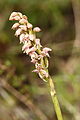 Neotinea maculata Portugal - Algarve