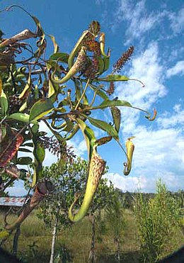 Lygialapis ąsotenis (Nepenthes stenophylla)