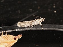 Nephopterix melanostyla (37050397784) .jpg