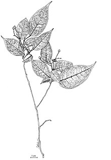 Nesogordonia tricarpellata - хабитат.jpg