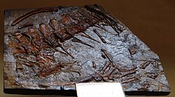 Neustosaurus gigondarum.JPG 