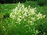 Galium boreale, or northern bedstraw