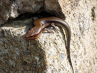 <i>Plestiodon latiscutatus</i> Species of reptile