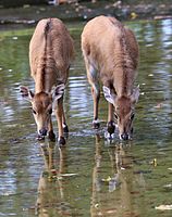 Nilgauantilope (Boselaphus tragocamelus), Tierpark Hellabrunn, München