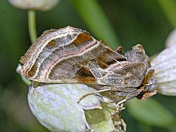 Noctuidae - Euchalcia cf. bellieri .JPG