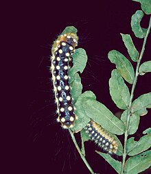 Norape ovina larvae.jpg