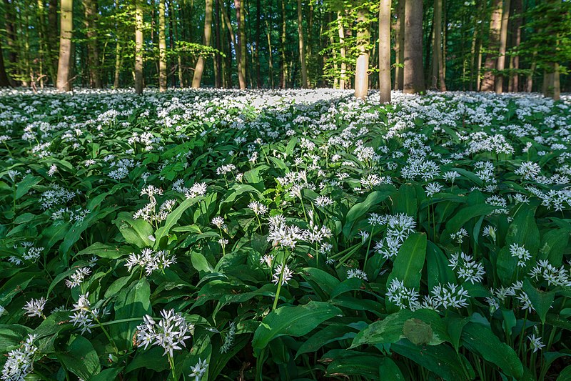 File:Nordkirchen, Naturschutzgebiet Ichterloh -- 2018 -- 2293.jpg