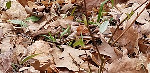 Northern ribbon snake 2.jpg