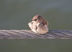 Thumbnail for File:Northern rough-winged swallow in Red Hook (74363).jpg