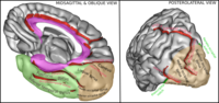 Thumbnail for Occipital gyri