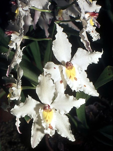 File:Odontoglossum crispum Orchi 06.jpg