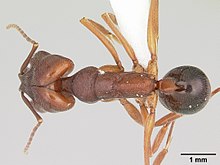 Odontomachus clarus casent0104735 dorsal 1.jpg