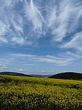 Миниатюра для Файл:Oilseed crop catches the sun at Mains of Bennetsfield - geograph.org.uk - 2957590.jpg