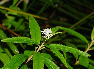 <i>Olearia heterocarpa</i> Species of plant