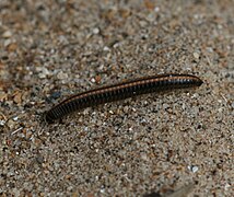 Un iule rayé, en Écosse