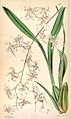 Oncidium incurvum plate 4824 in: Curtis's Bot. Magazine (Orchidaceae), vol. 80, (1854)