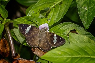 <i>Celaenorrhinus nigricans</i> Species of butterfly