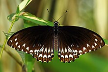 Open wing position of Papilio clytia, Form Clytia, Linnaeus, 1758 – Common Mime (Form clytia) WLB.jpg