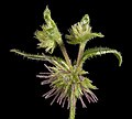 Opercularia echinocephala - Flickr - Kevin Thiele (1).jpg