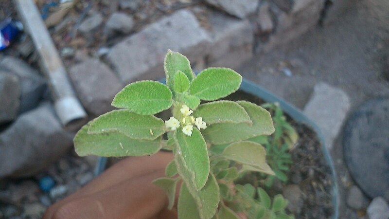 File:Oregano de cerro.JPG