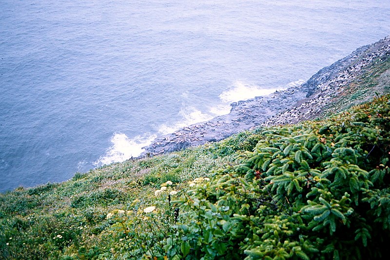 File:Oregon - June 1975 Sea Lion Caves (8072155115).jpg