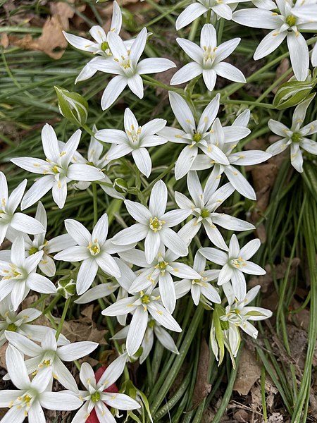 File:Ornithogalum umbellatum 194333191.jpg