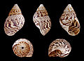* Nomination Shell of a Brasilian land snail, Orthalicus pulchellus --Llez 05:19, 1 September 2013 (UTC) * Promotion  Comment Noise or not? Please see the notes. --Iifar 06:22, 1 September 2013 (UTC)  Done Thanks for reviewing. You are right. Correction done --Llez 13:15, 2 September 2013 (UTC)  Support QI & Useful --Archaeodontosaurus 07:41, 8 September 2013 (UTC).  Support Very good now. --Iifar 18:34, 9 September 2013 (UTC)