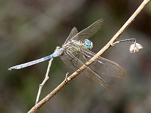 Tri-coloured Marsh Hawk Orthetrum luzonicum Male