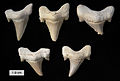 Otodus obliquus teeth from the Eocene near Khouribga, Morocco.