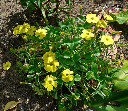 Oxalis luteola 1.jpg