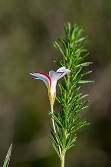 Oxalis tenuifolia 50226156.jpg