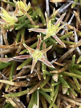 <i>Oxychloe</i> Genus of grasses