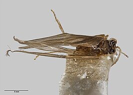 Oxyethira ahipara