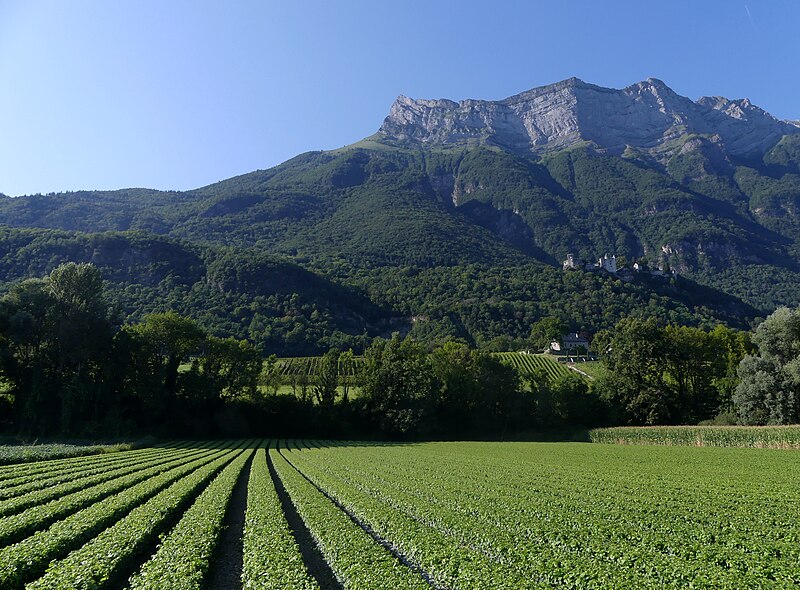 File:Pépinière viticole sous Miolans et l'Arclusaz en soirée (août 2021).JPG