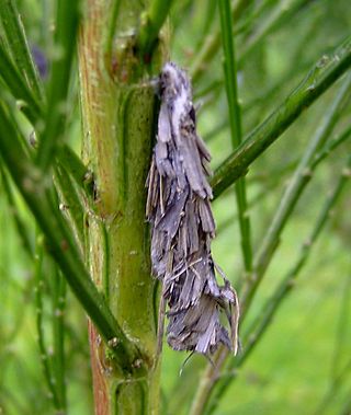 <i>Pachythelia villosella</i> Species of moth
