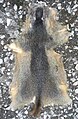 Pahmi fur skin (1a) .jpg