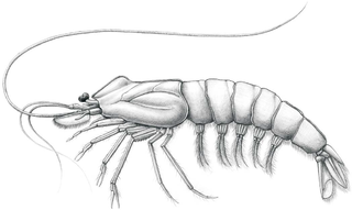 <i>Palaeobenthesicymus</i> Extinct genus of crustaceans