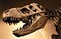 Palais de la Decouverte Tyrannosaurus rex p1050042.jpg