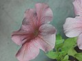 Pale pink Petunia.jpg